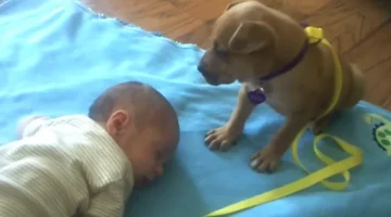 Moeder filmt verbazingwekkende reactie van puppy op slapende baby!